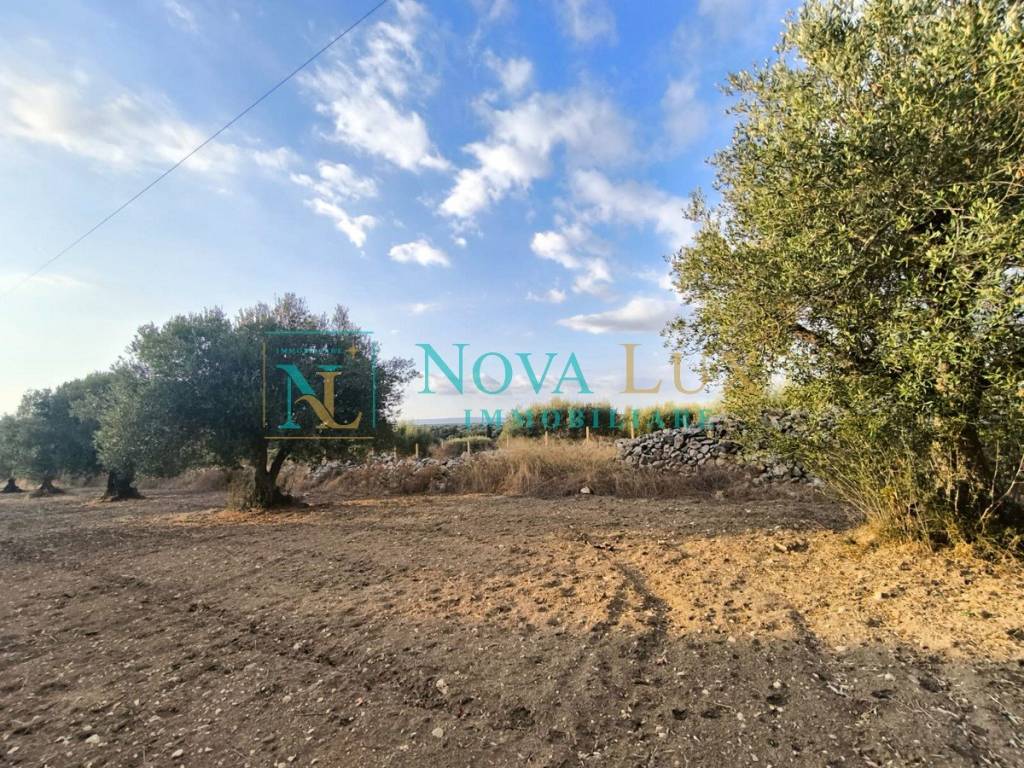 immagine annuncio 7 di 14