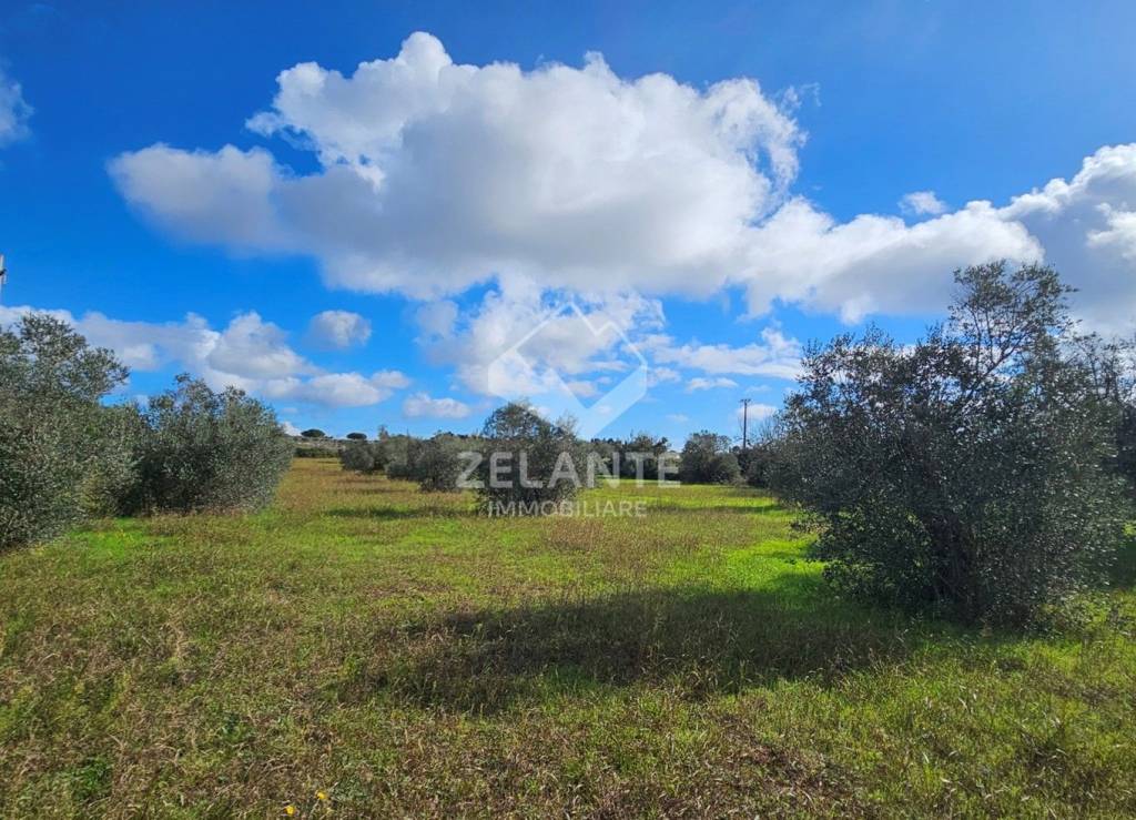 immagine annuncio 3 di 11