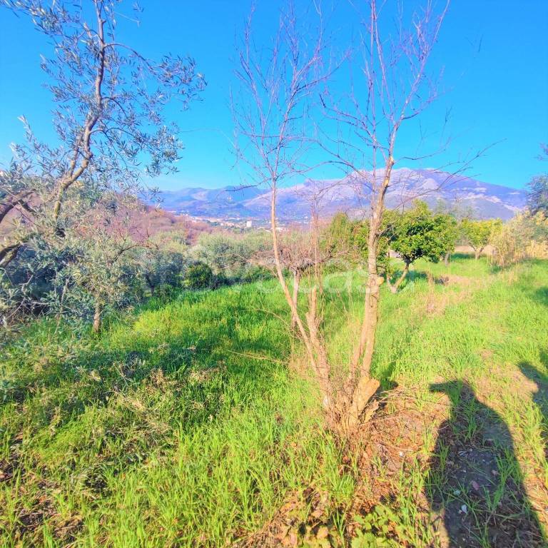 immagine annuncio 3 di 11