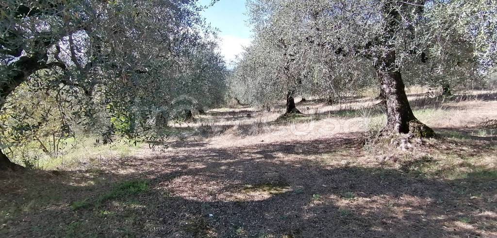 immagine annuncio 4 di 7