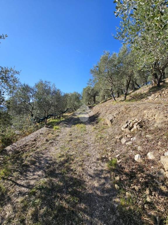 immagine annuncio 5 di 14