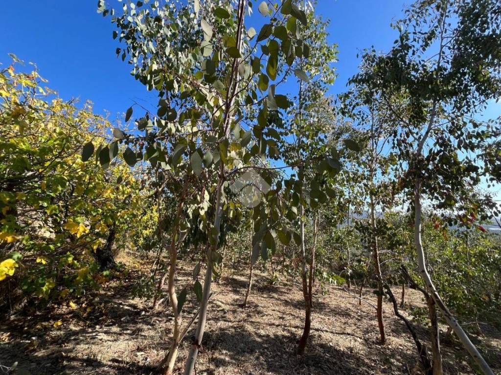 immagine annuncio 11 di 14