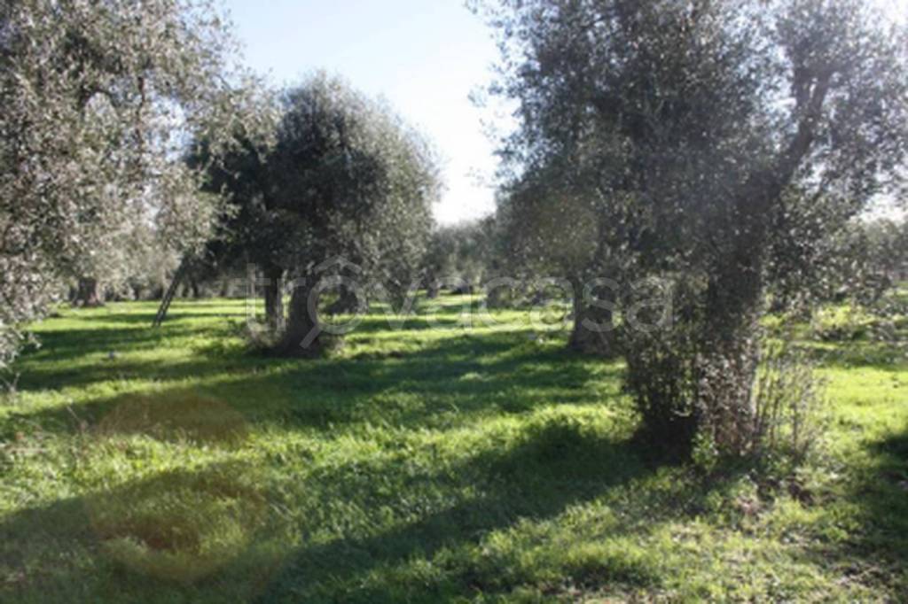 immagine annuncio 8 di 11