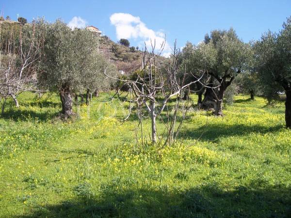 Terreno Agricolo in vendita a Lamezia Terme via indipendenza