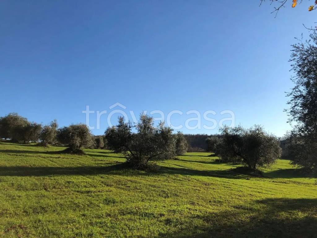 immagine annuncio 2 di 6