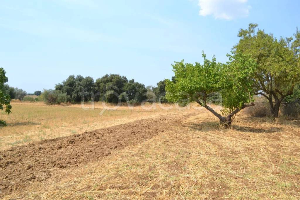 immagine annuncio 7 di 11