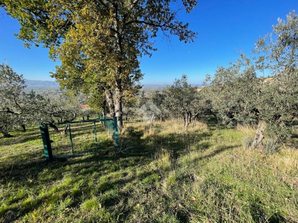 immagine annuncio 3 di 8