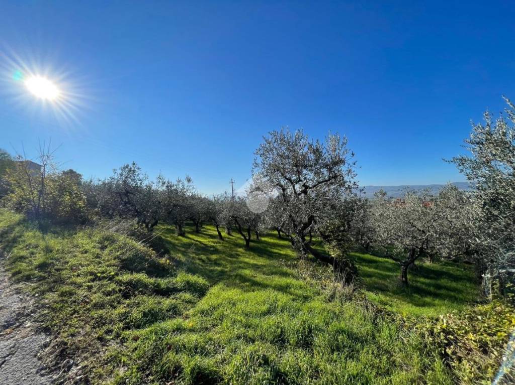 immagine annuncio 7 di 8