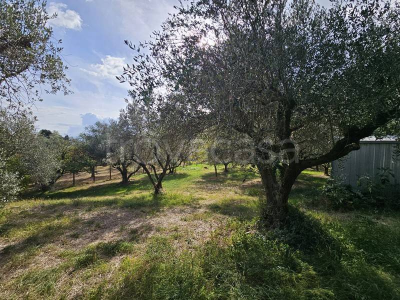 immagine annuncio 9 di 11