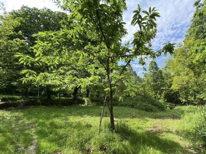 immagine annuncio 1 di 6