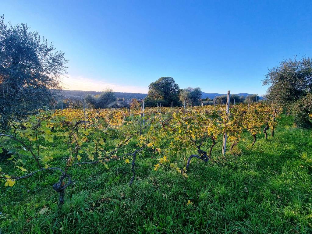 immagine annuncio 7 di 11