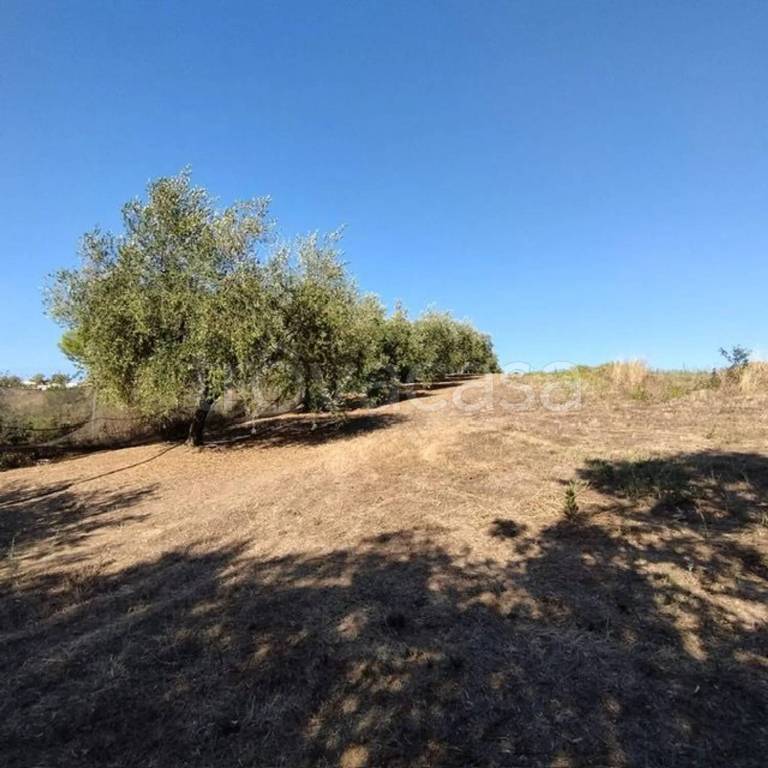 immagine annuncio 7 di 8