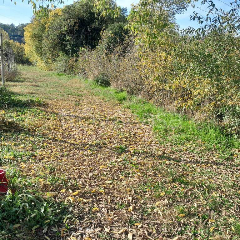 immagine annuncio 5 di 8