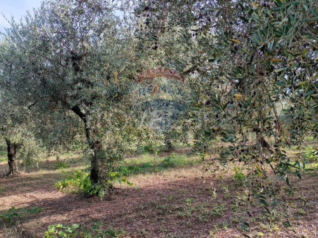 immagine annuncio 2 di 11