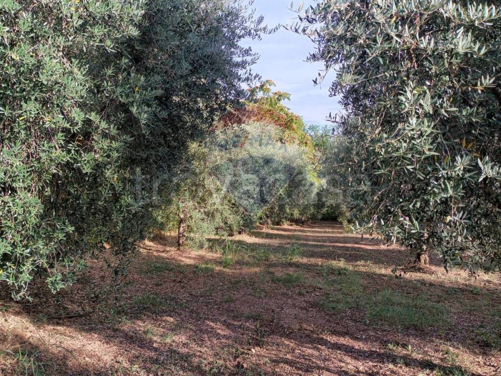 immagine annuncio 3 di 11