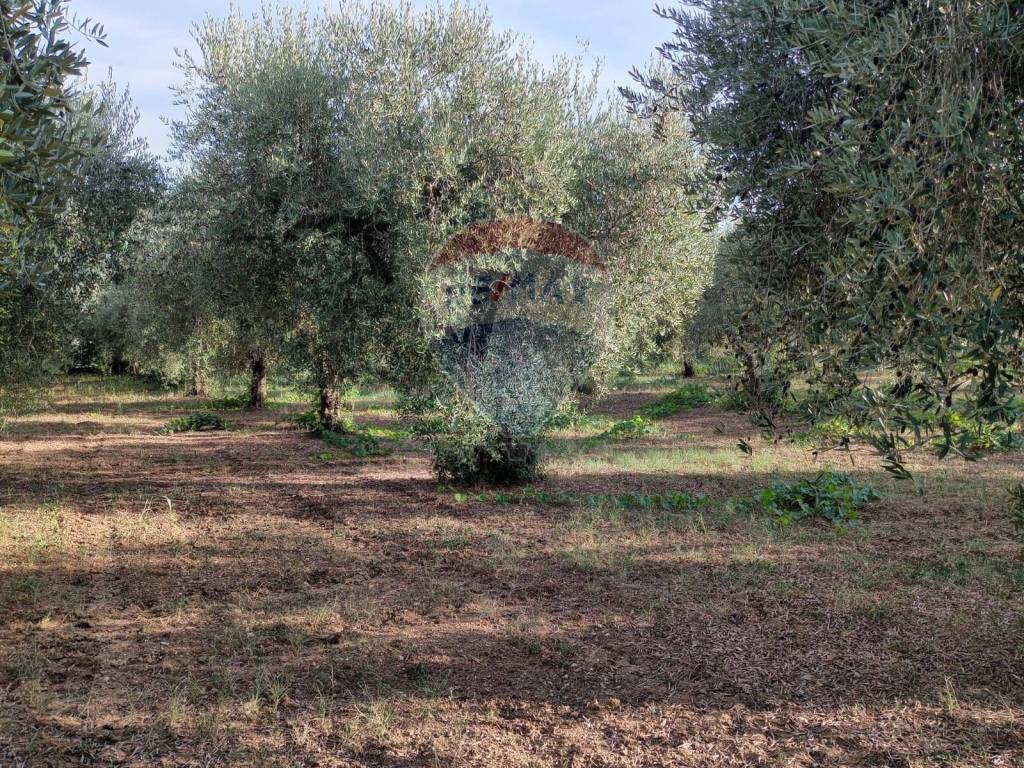 immagine annuncio 5 di 11