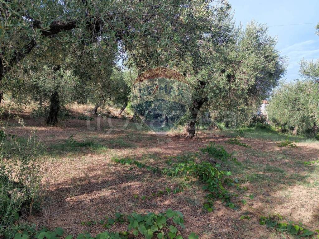 immagine annuncio 6 di 11