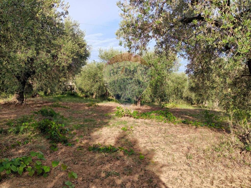 immagine annuncio 7 di 11