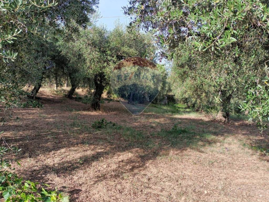 immagine annuncio 8 di 11