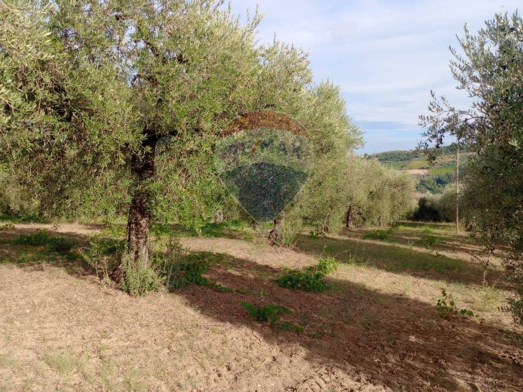 immagine annuncio 9 di 11