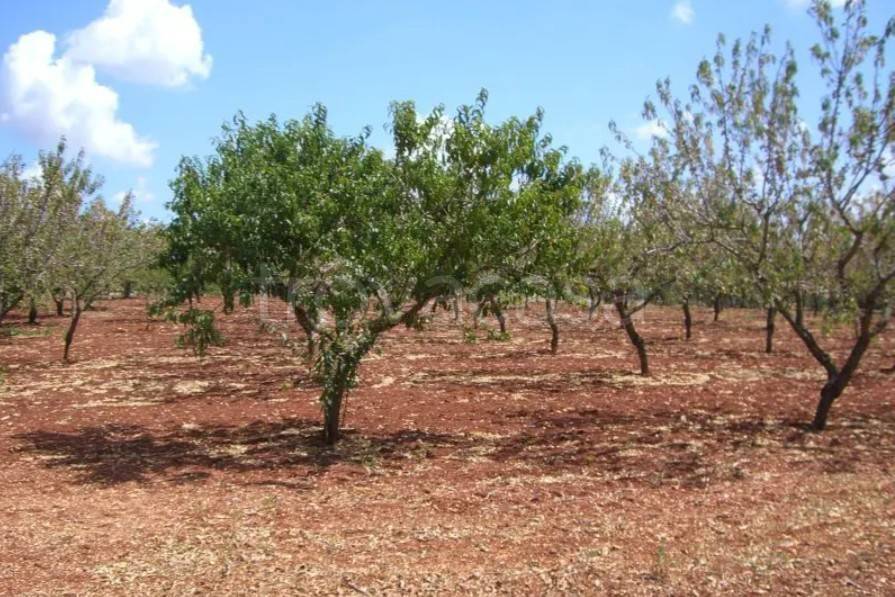 immagine annuncio 4 di 6