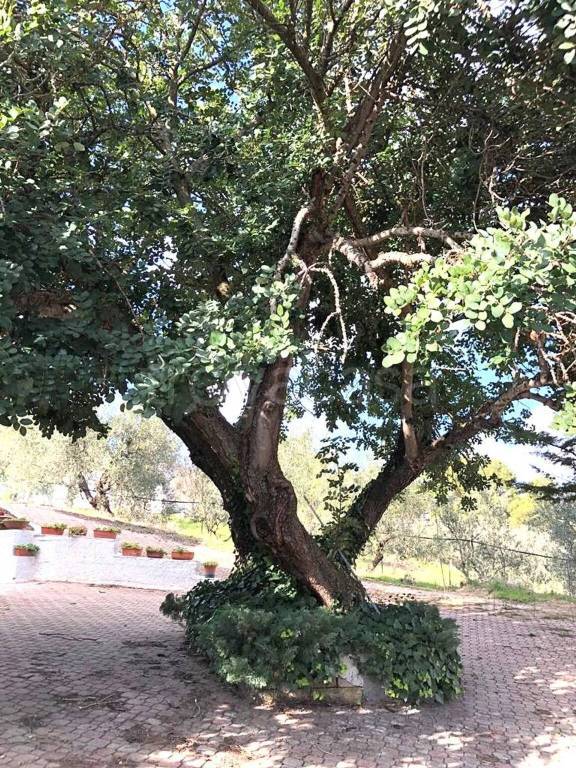 immagine annuncio 7 di 11