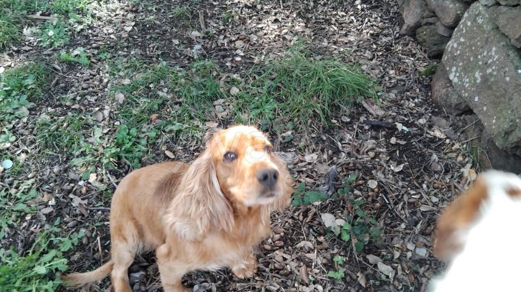 immagine annuncio 1 di 7