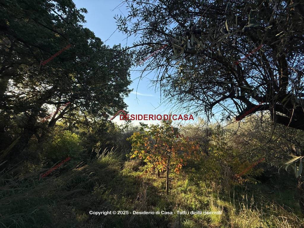 immagine annuncio 4 di 8