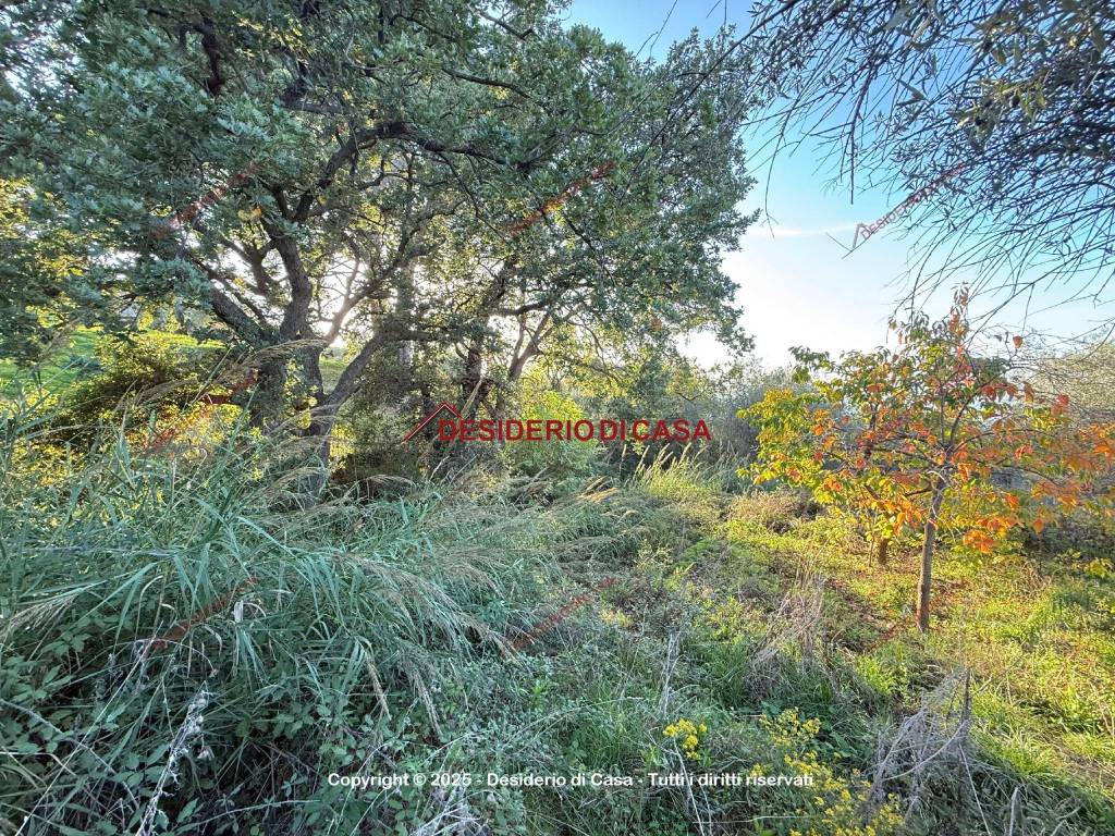 immagine annuncio 5 di 8