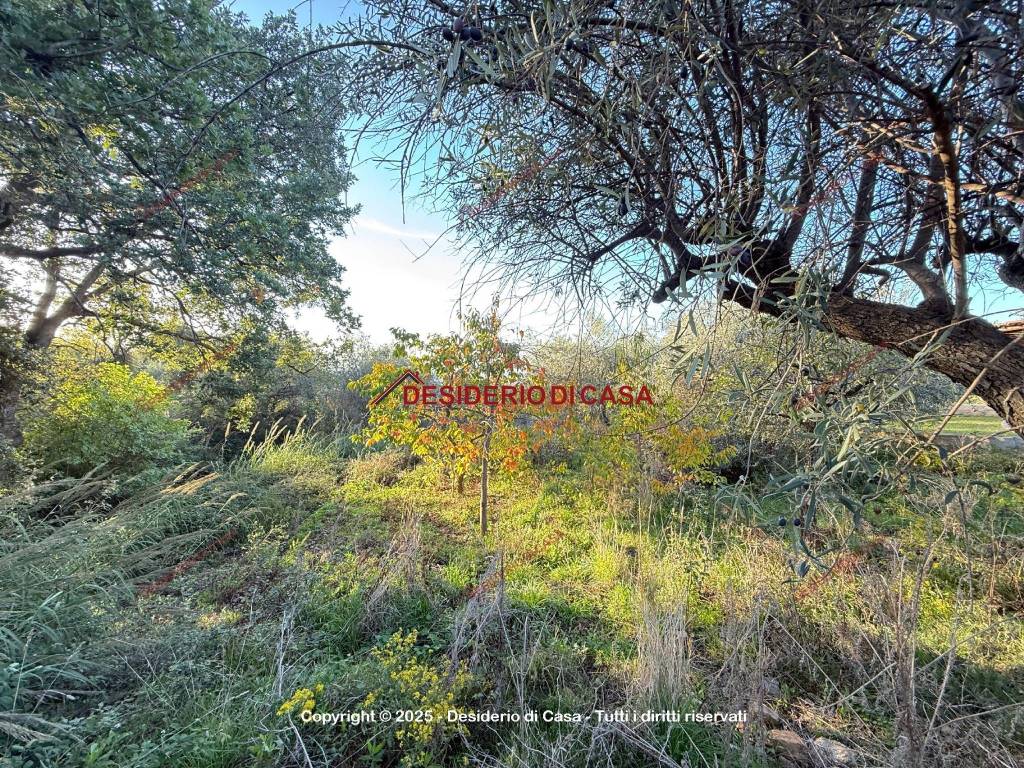 immagine annuncio 6 di 8