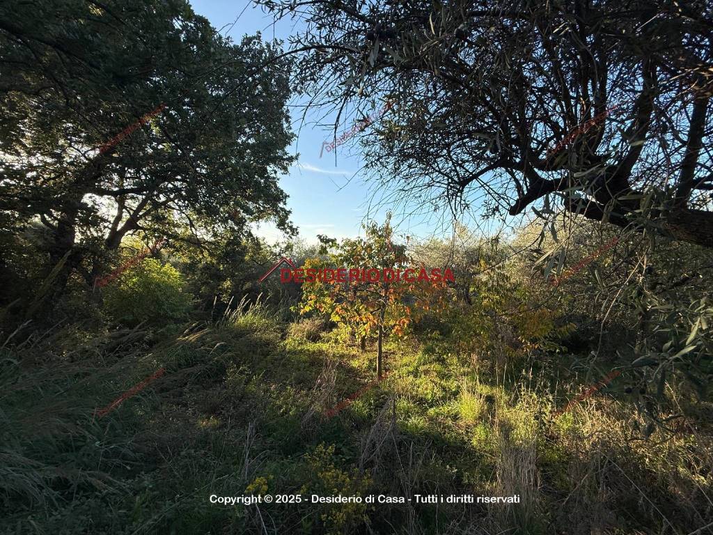 immagine annuncio 7 di 8