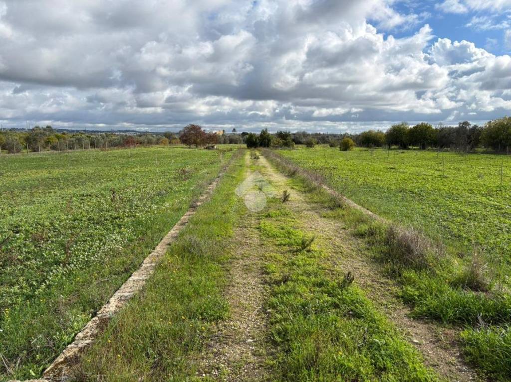 immagine annuncio 4 di 14