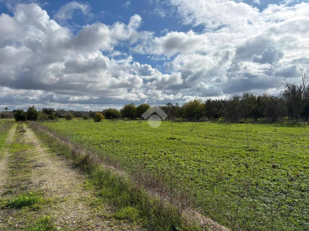 immagine annuncio 5 di 14