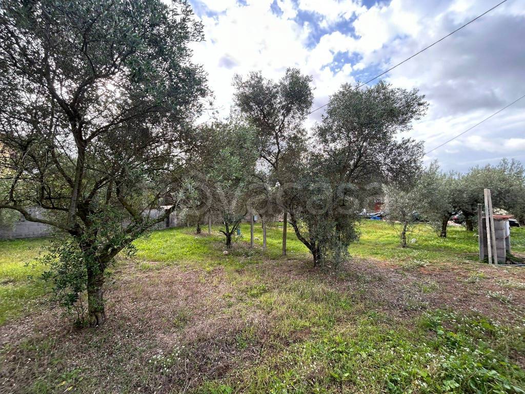 immagine annuncio 4 di 8