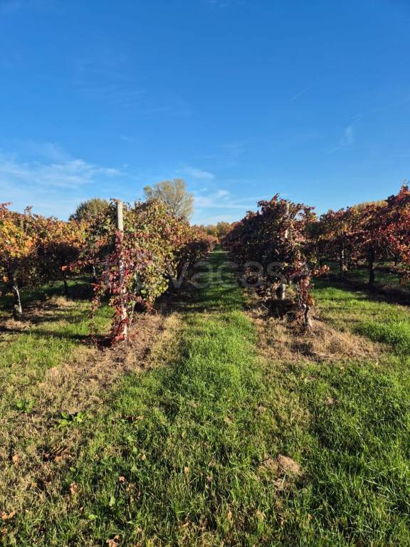 immagine annuncio 1 di 9