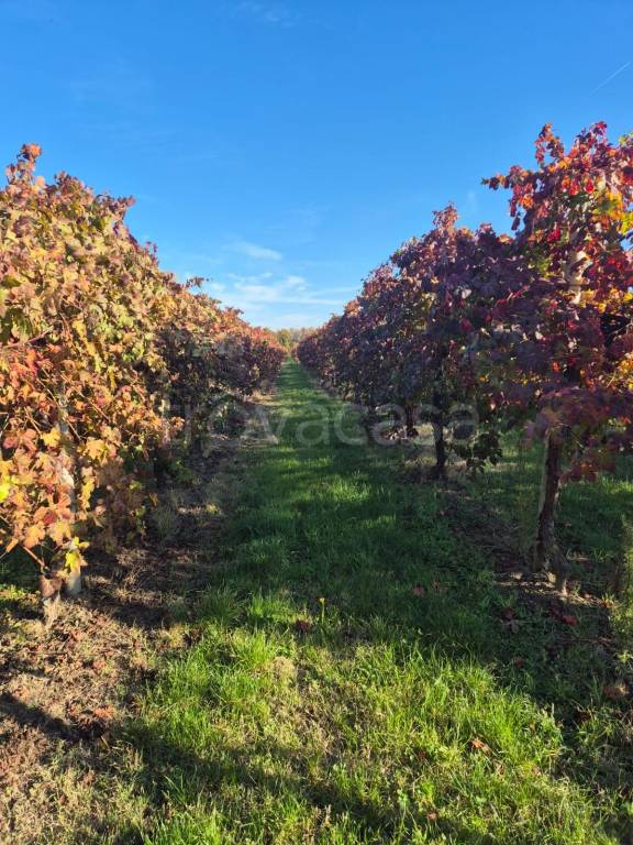 immagine annuncio 4 di 9