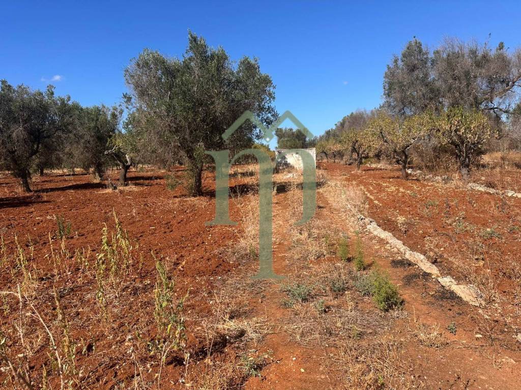 immagine annuncio 2 di 8