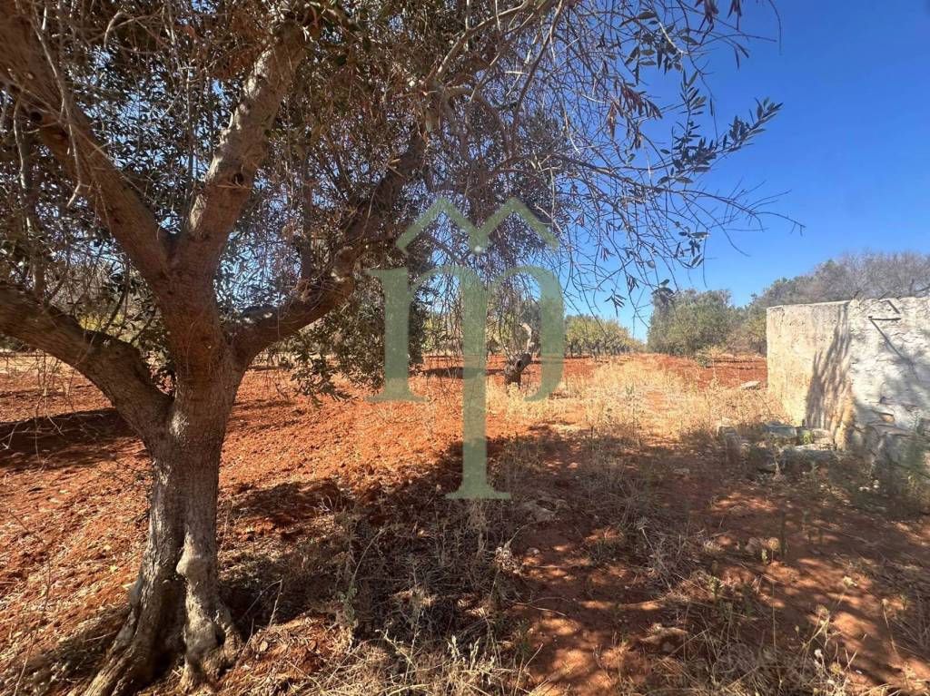 immagine annuncio 3 di 8