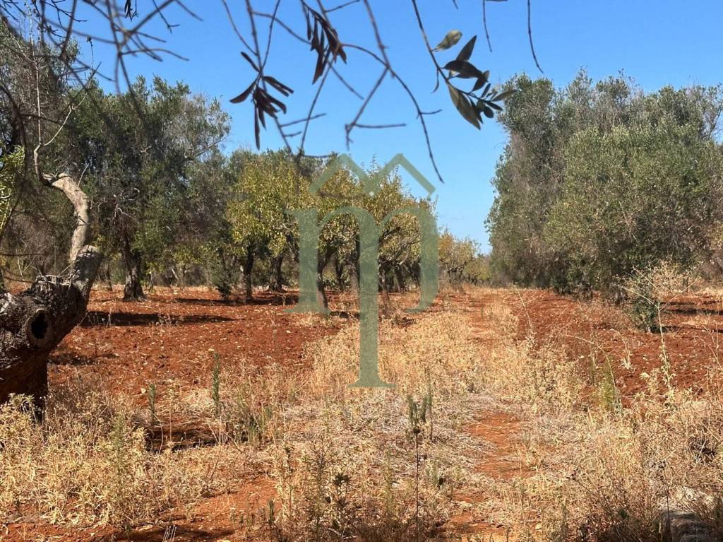 immagine annuncio 6 di 8