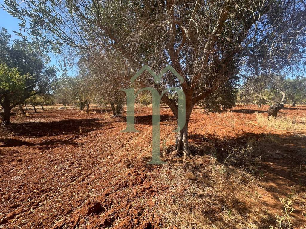 immagine annuncio 7 di 8