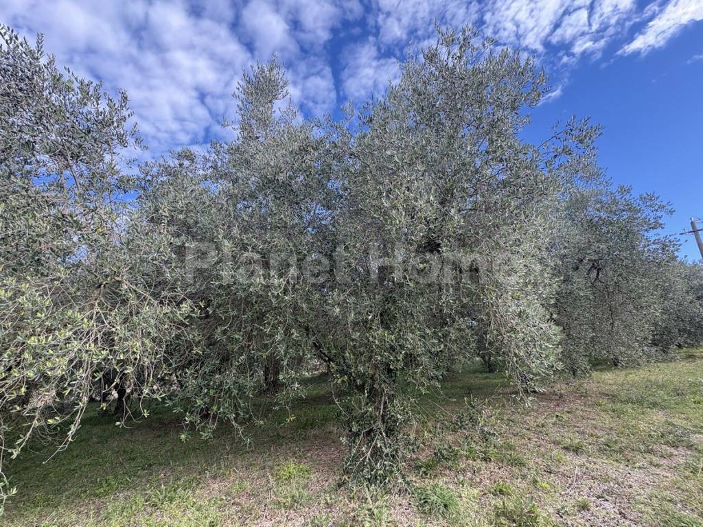 immagine annuncio 9 di 11