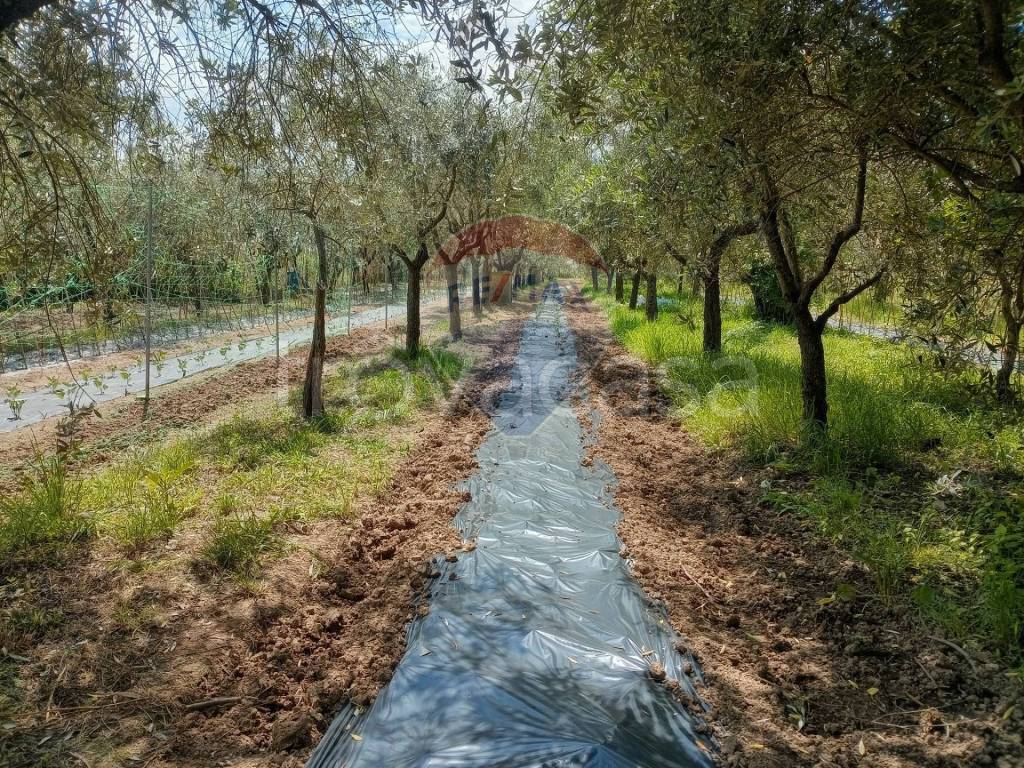 immagine annuncio 4 di 6