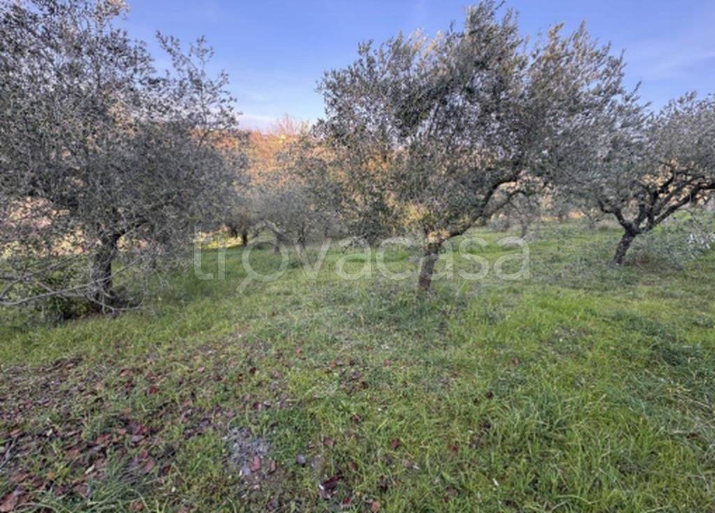 immagine annuncio 8 di 11