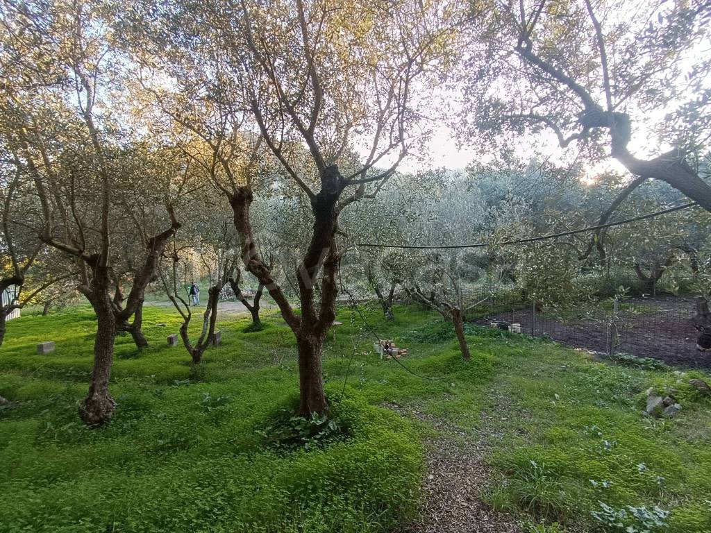 immagine annuncio 8 di 13