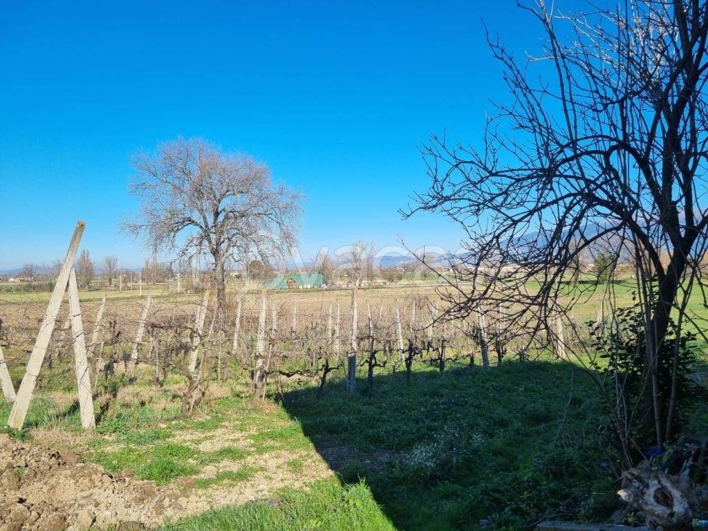 immagine annuncio 2 di 4