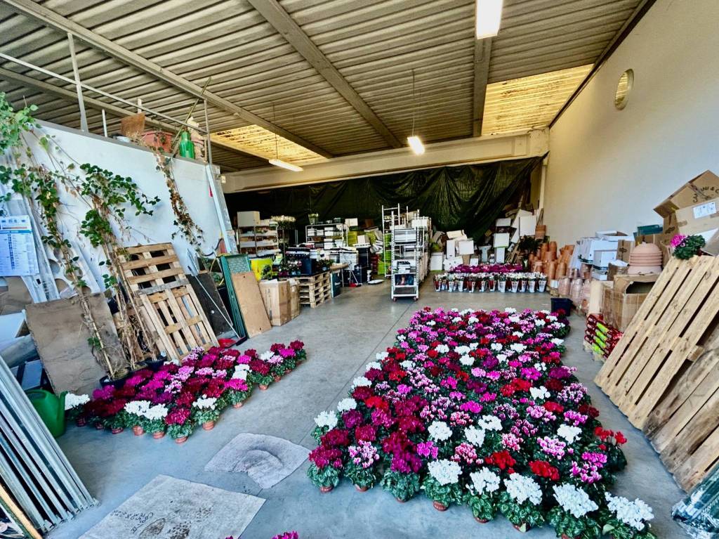 immagine annuncio 9 di 15