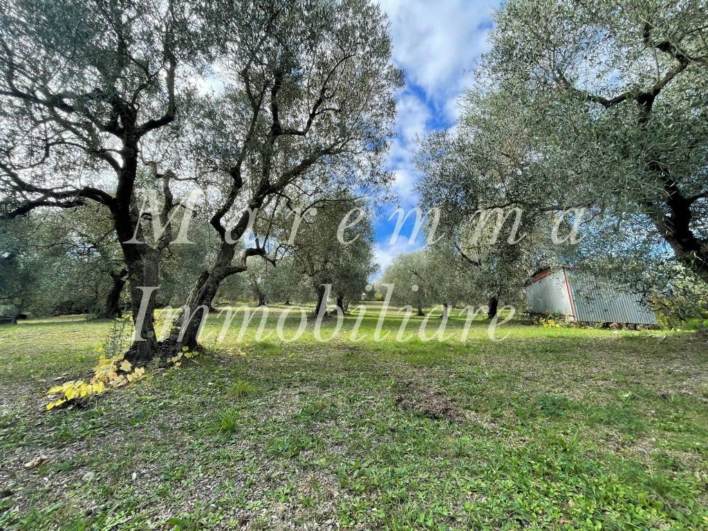 immagine annuncio 1 di 7