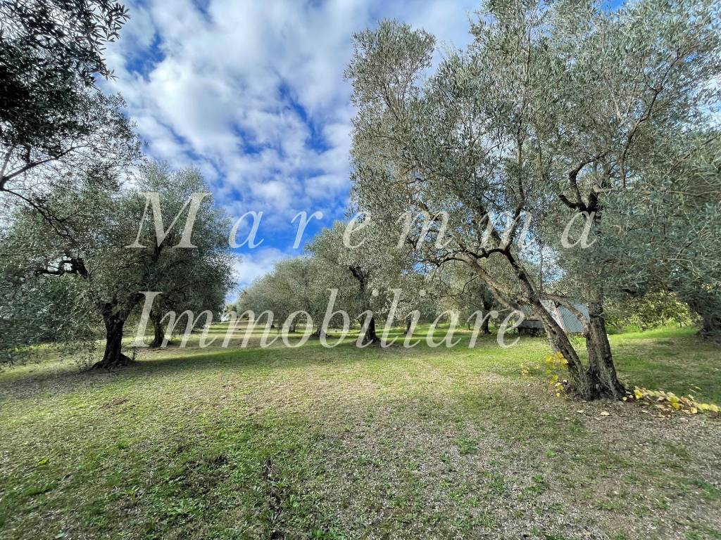 immagine annuncio 2 di 7