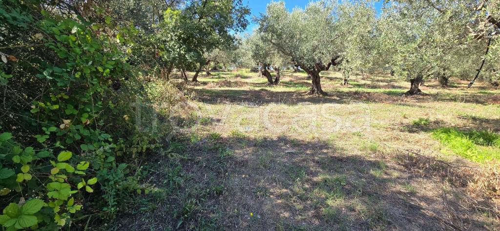 immagine annuncio 5 di 8