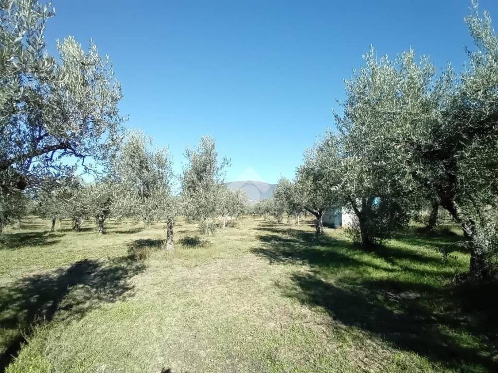 immagine annuncio 4 di 13